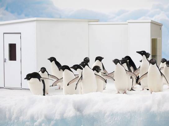 Pinguine